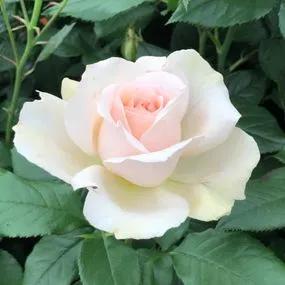 Chandos Beauty Hybrid Tea Rose (Chandos Beauty Hybrid Tea Rose) 1
